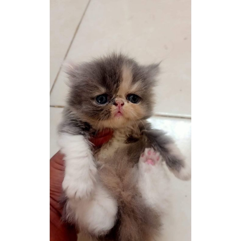 KUCING RAS PEAKNOSE PESEK EXTREME