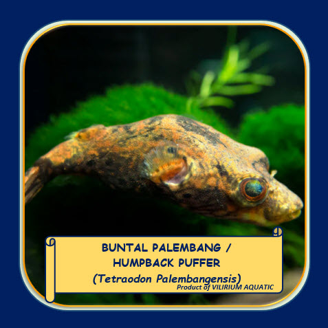 IKAN HIAS AIR TAWAR - BUNTAL PALEMBANG / DRAGON HUMPBACK PUFFER