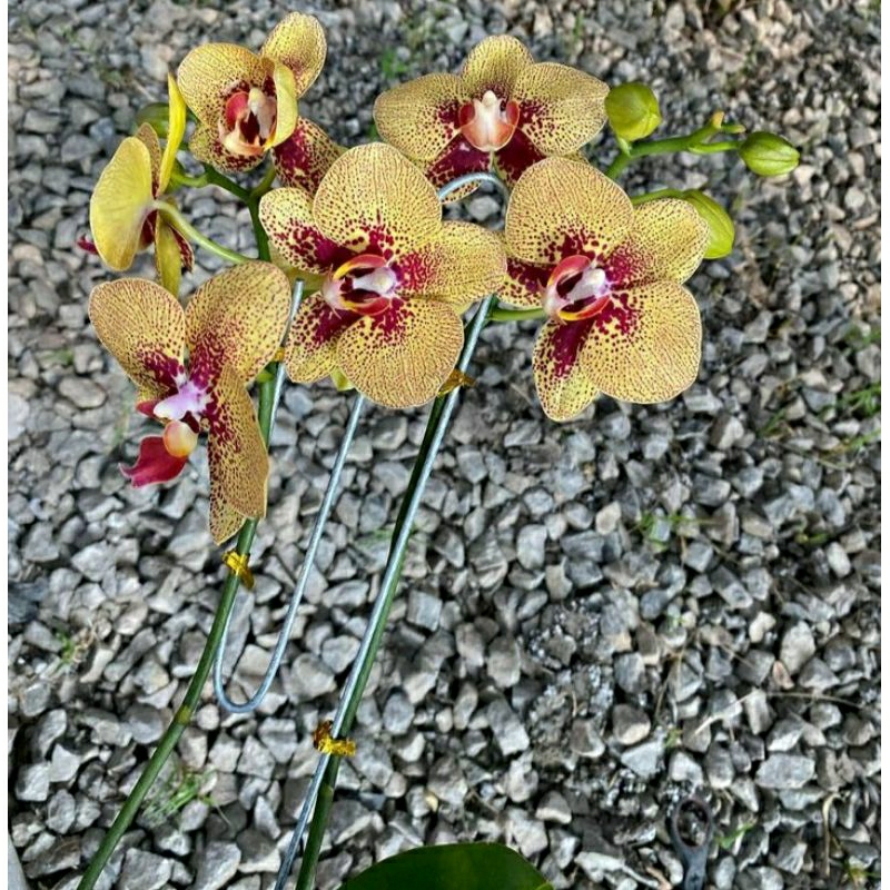 Anggrek Bulan Dewasa spike Phal kv charmer - Anggrek Bulan Dewasa Spike Siap Berbunga