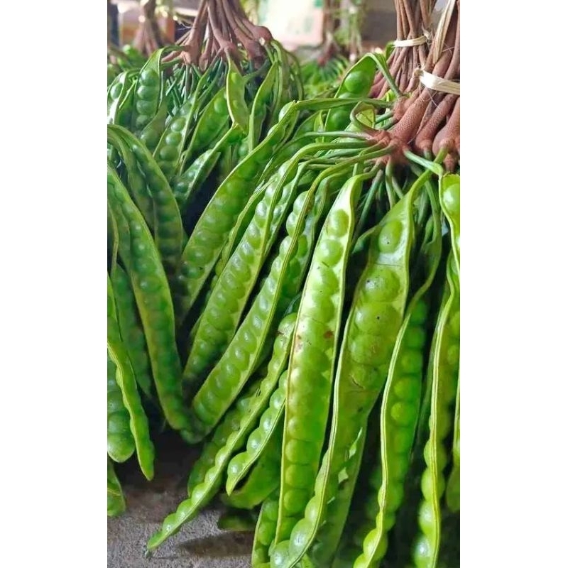 

PETEE fresh 10 + 2lonjor