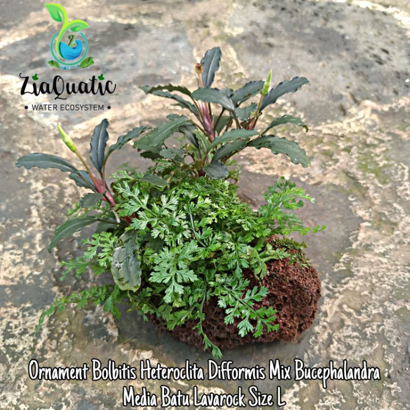 Ornament Bolbitis Heteroclita Difformis Mix Bucephalandra Media Batu Lavarock Size L - Aquascape Pal