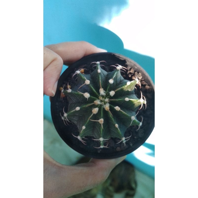 Kaktus Gymno LB ori