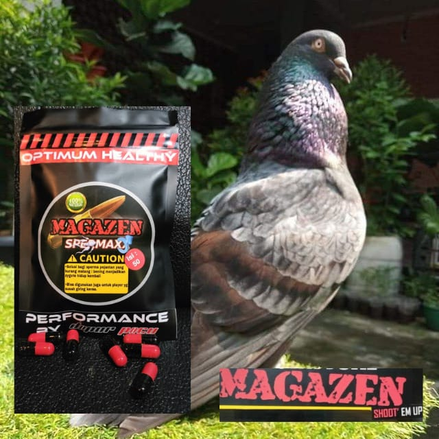 MAGAZEN SPERMAXX jamu khusus merpati jantan bening