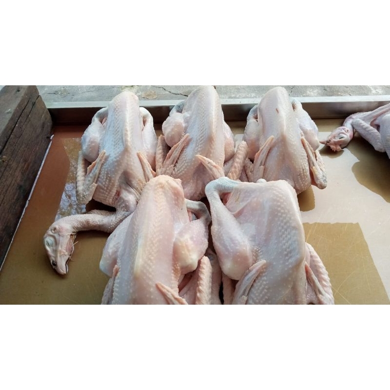 

Ayam kampung Fresh