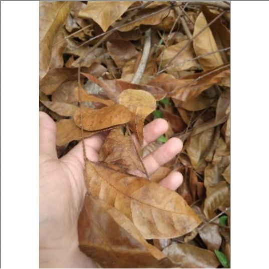 

Daun Mahoni KERING herbal tradisional