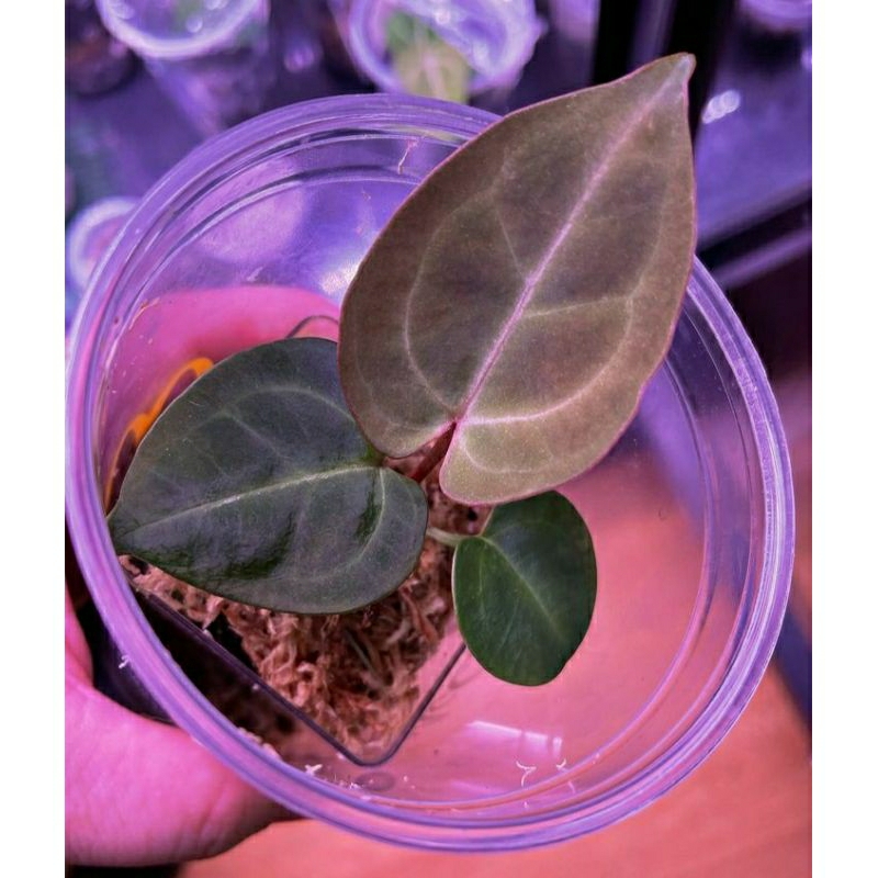 Anthurium Kuping Gajah Hybrid Cantik - Anthurium Kuping Gajah Seedling