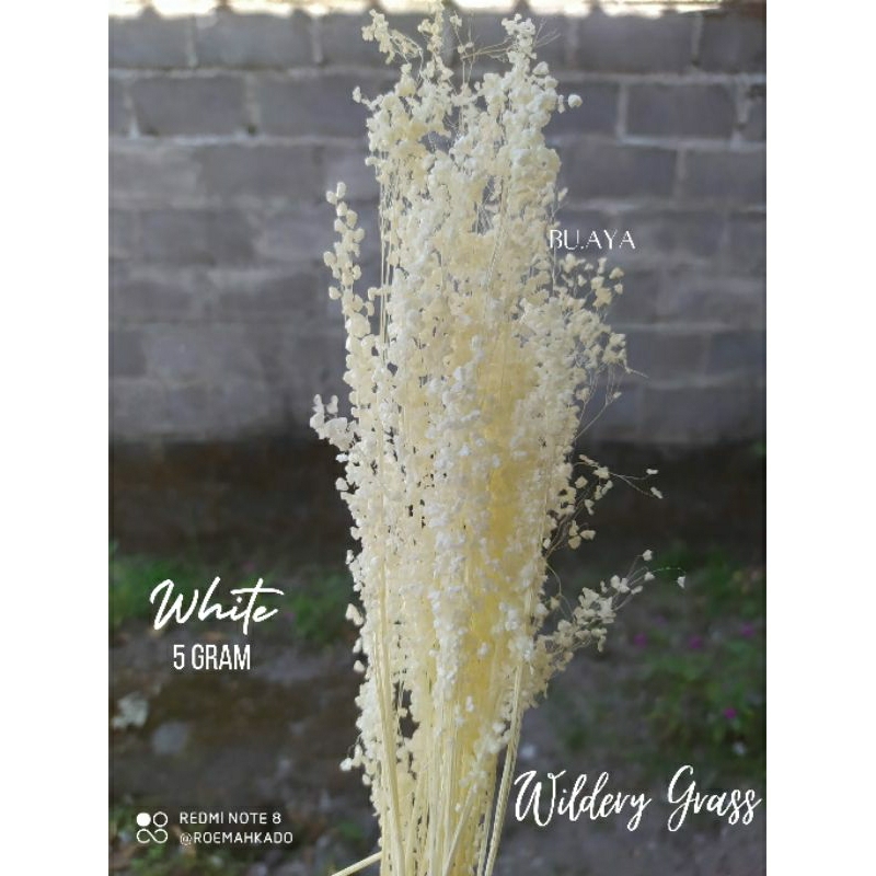 Willdery Grass Springkle Grass Bunga Kering