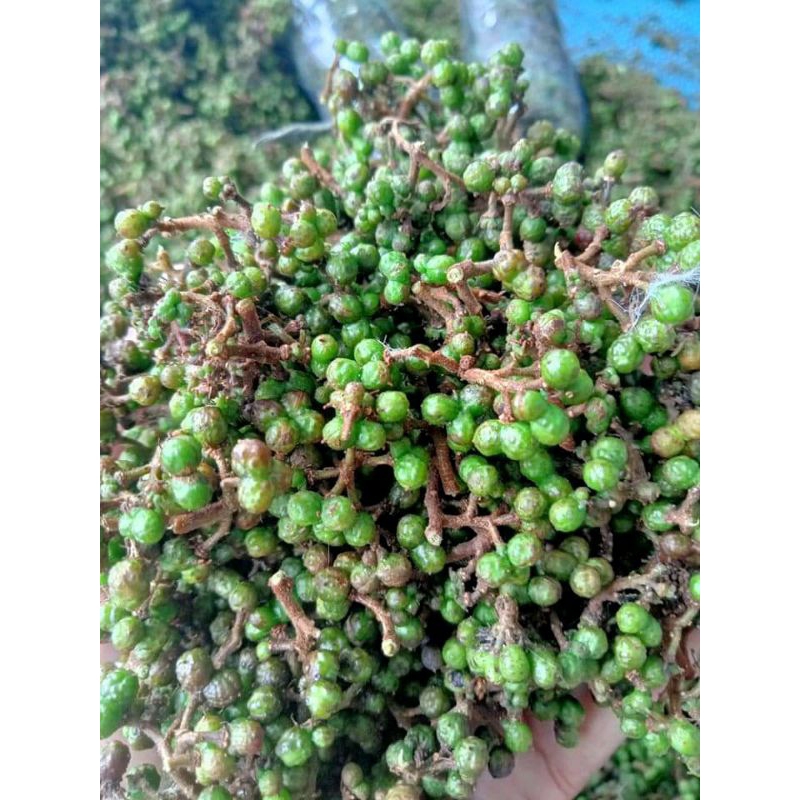 

Bisa COD,Andaliman/Tuba/Ittir-ittir segar 250 gram