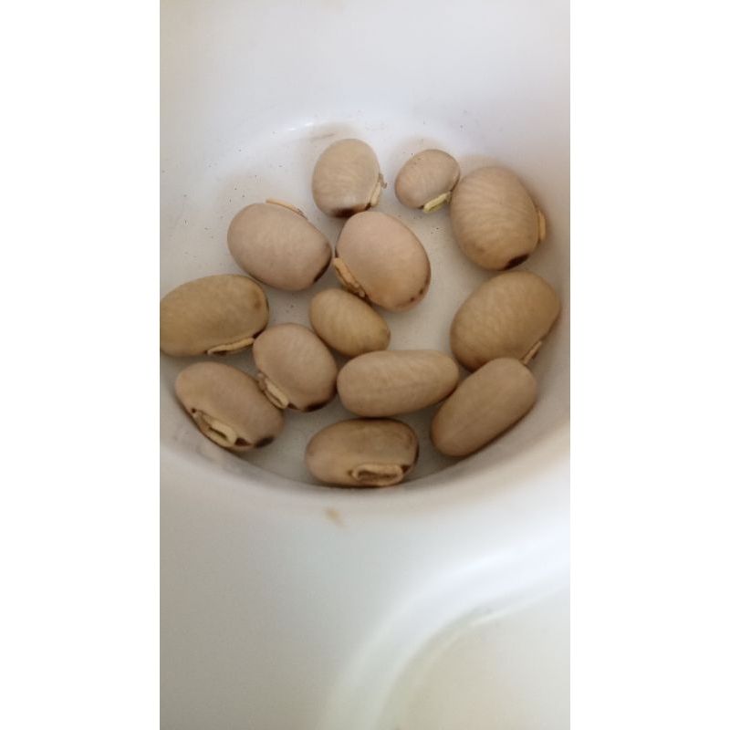 

kacang koro benguk/koro babi/benguk