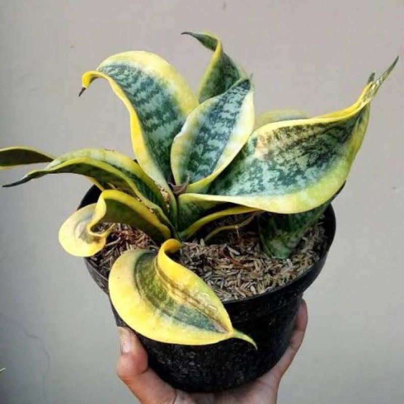 Tanaman Hias Sansivera Twister Sister - Indoor Plants