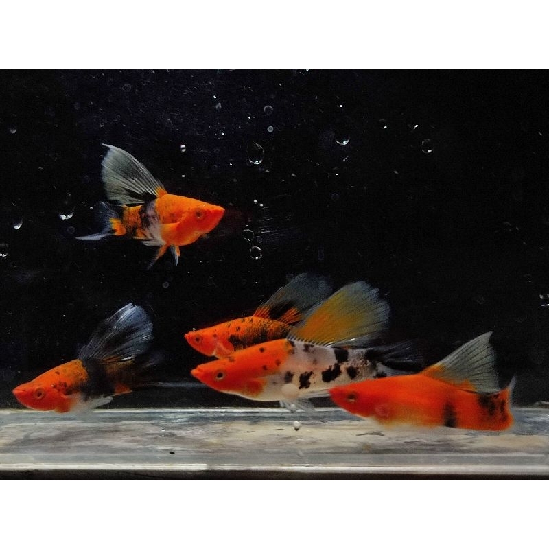 sanke hifin swordtail aksesoris aquarium