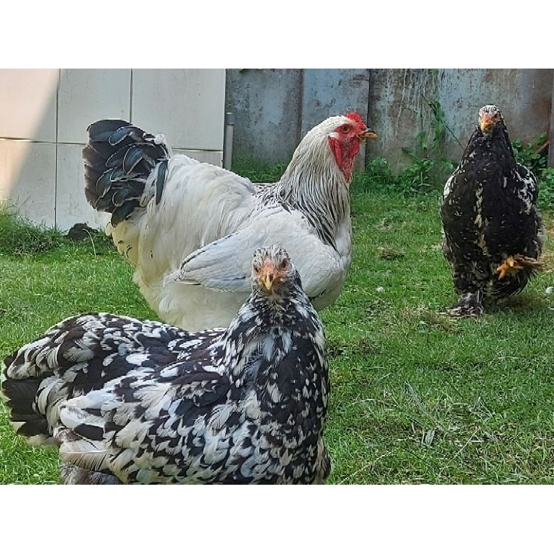 Ayam Brahma Original Black Motled/Light Columbian