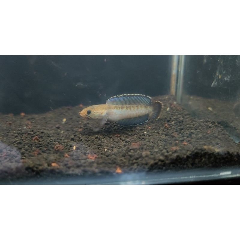 Chana Andrao gondrong size 4-5cm full pelet SORTIRAN