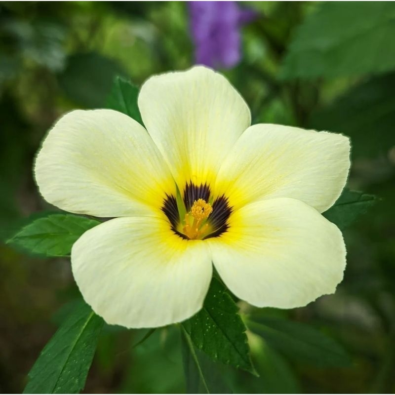 pakan lebah bunga turnera yolanda - bunga turnera pukul 8