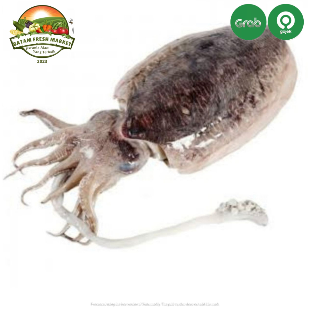 

Sotong Segar Fresh Murah Enak