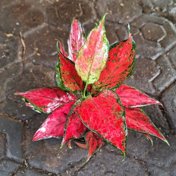 aglonema red king rumpun