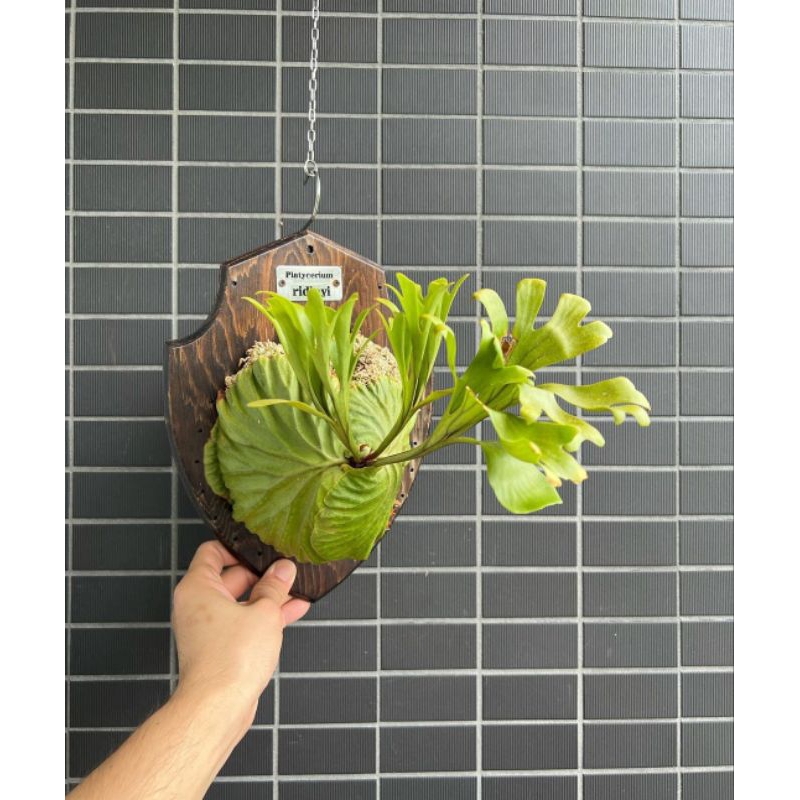 Platycerium_ridleyi super dwarf