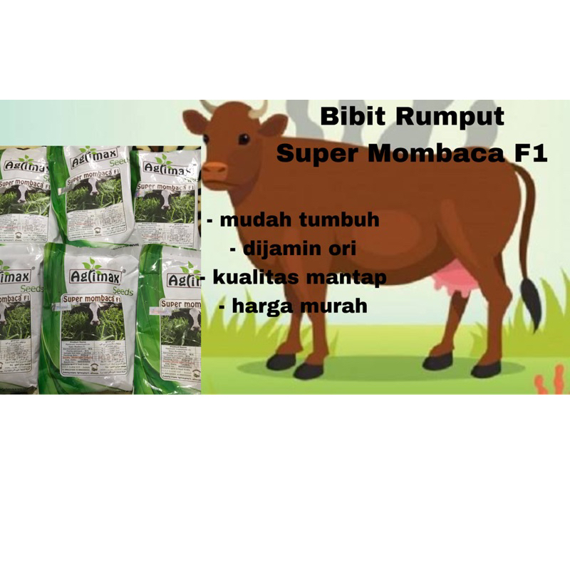 Bibit Super Mombaca F1 ecer 10 gram