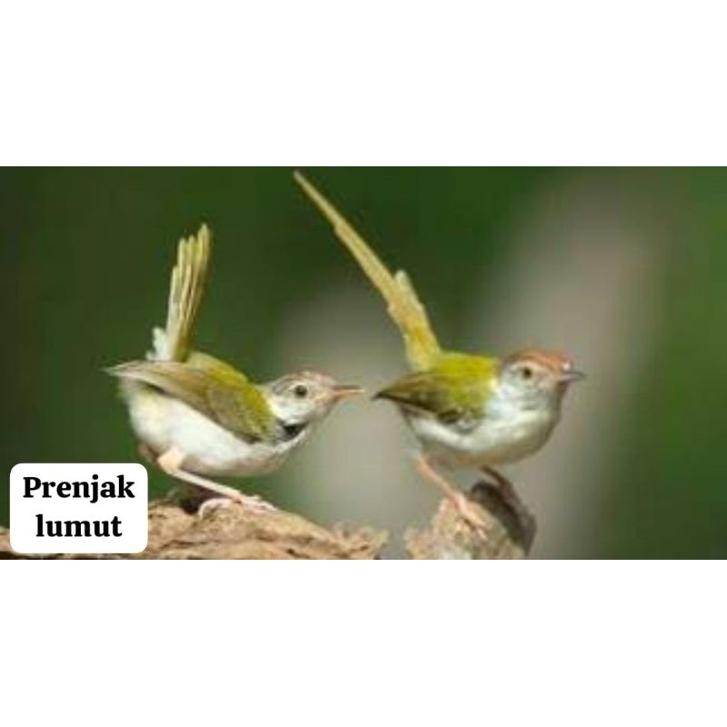 Prenjak lumut