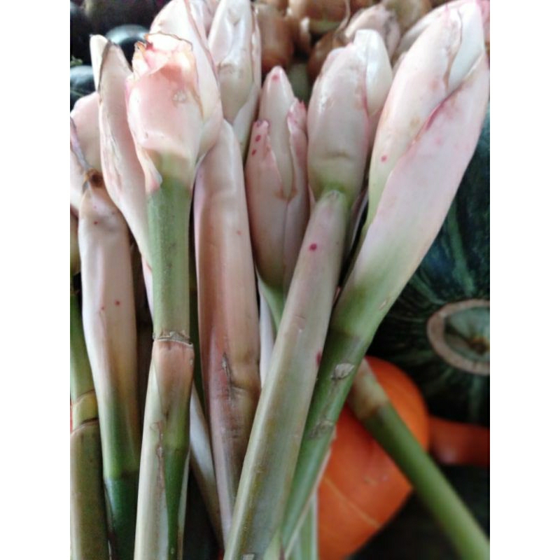 

Bunga Kecombrang Honje