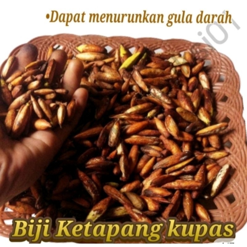 

buah biji Ketapang