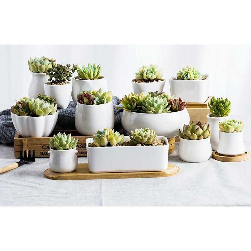 FINDOHOPE Tatakan Pot Kayu Alas Bunga Bamboo Tray Succulent Cactus - OE0094