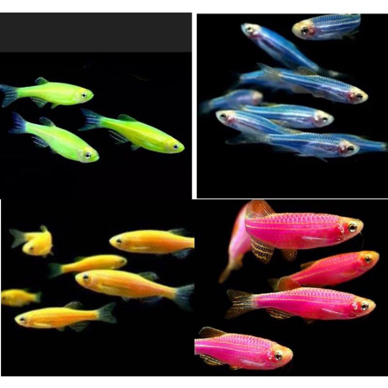 Glowfish Danio isi 100 dekorasi hiasan aquarium