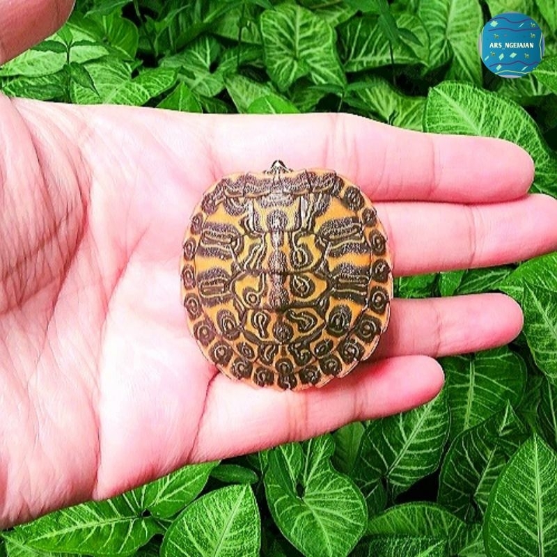 Kura Kura Red Belly Nelsoni / RBN Hiasan Aquarium