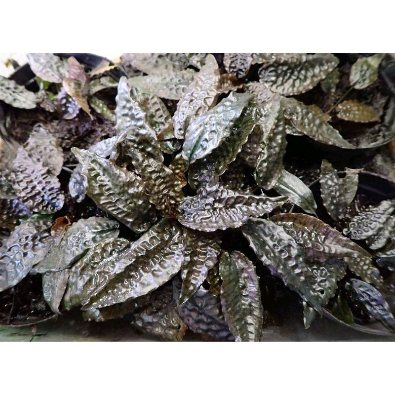 Cryptocoryne_striolata muara wahau Kalimantan timur/ 50pcs