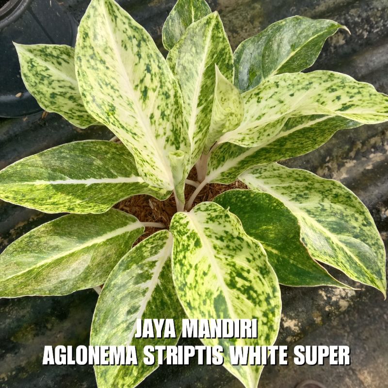 AGLONEMA STRIPTIS WHITE (SUPER)