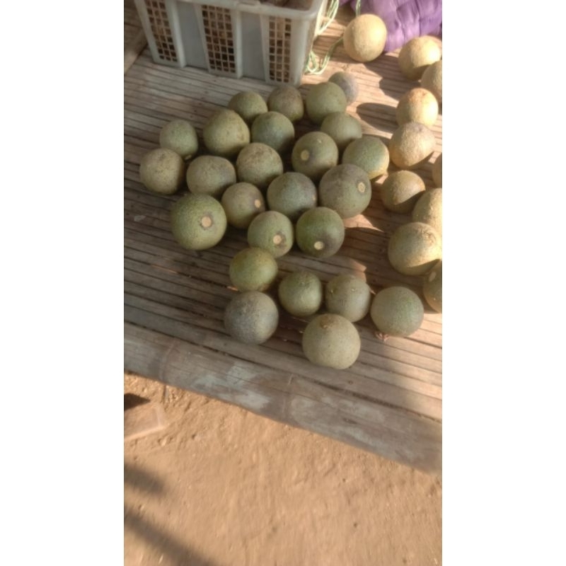 

Kinco/buah kinco/kawista/kawis 1 kg