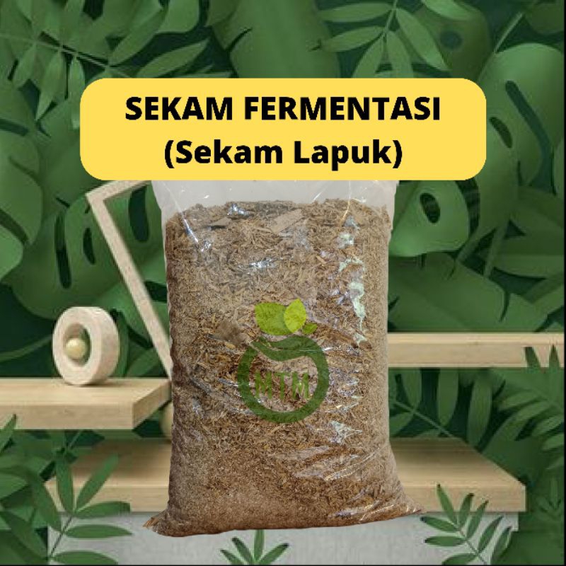 SEKAM FERMENTASI SEKAM LAPUK MEDIA TANAM