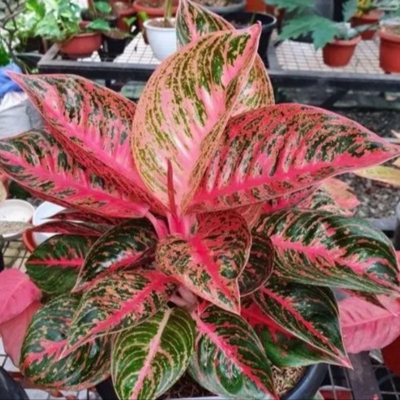 Aglonema Widuri  Daun Mangkok || Size Remaja