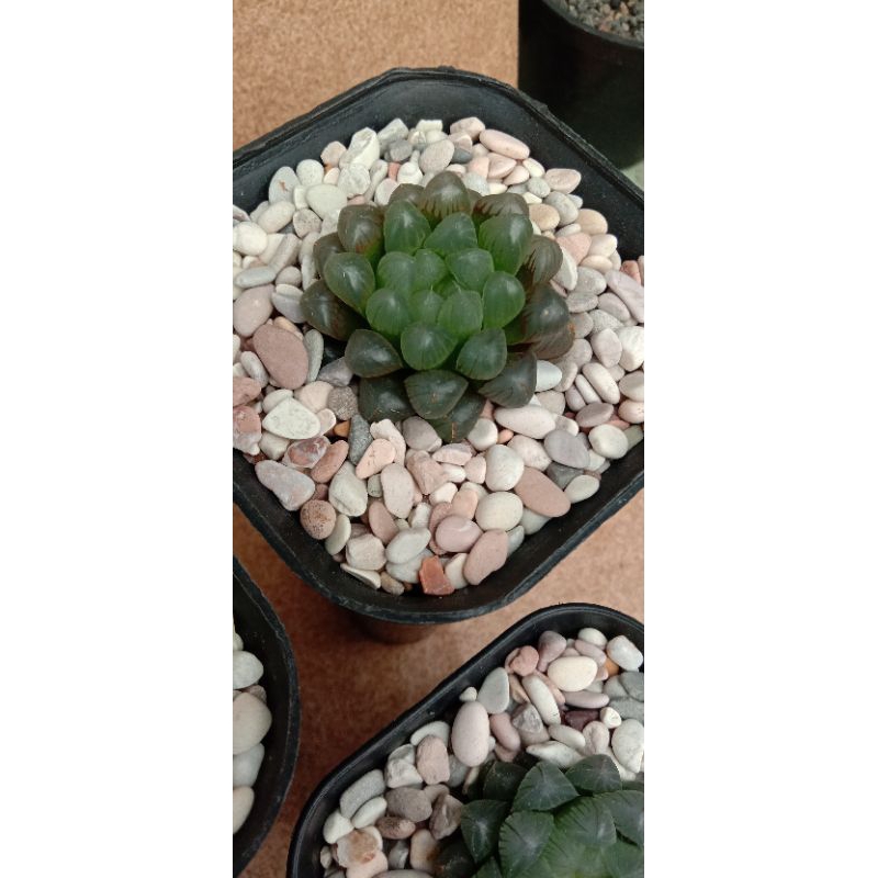 Haworthia cooperi var.Truncata