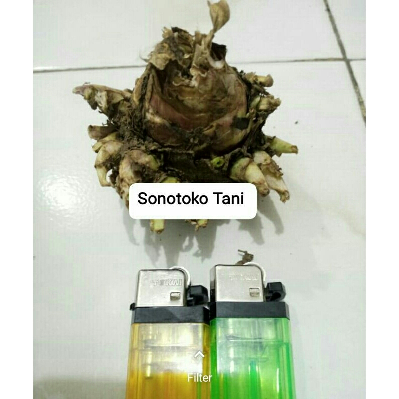 Umbi bibit sedap malam siap berbunga