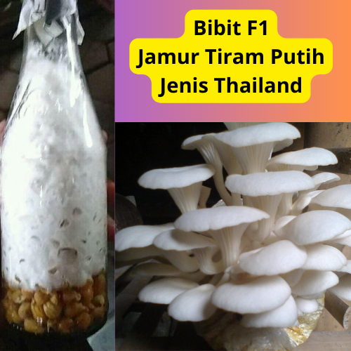 

Bibit f1 jamur tiram putih jenis thailand