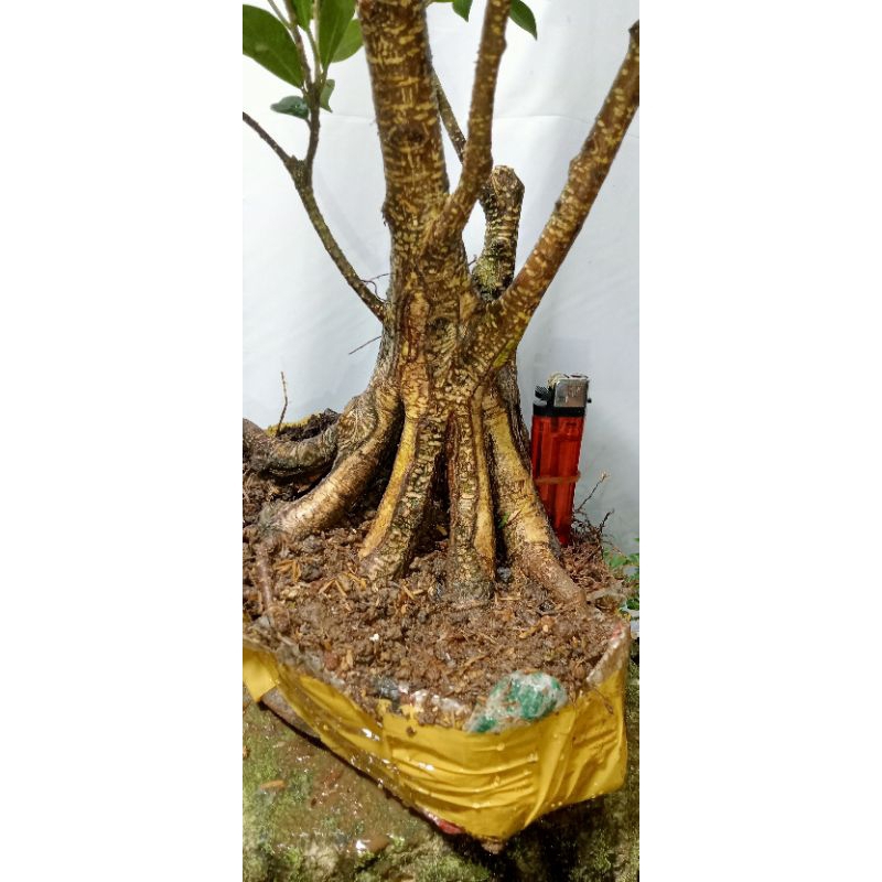 Bahan bonsai kimeng jumbo,proker.