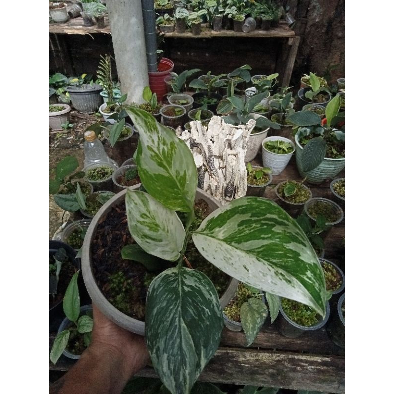 tanaman hias scindapsus monglhit varigata