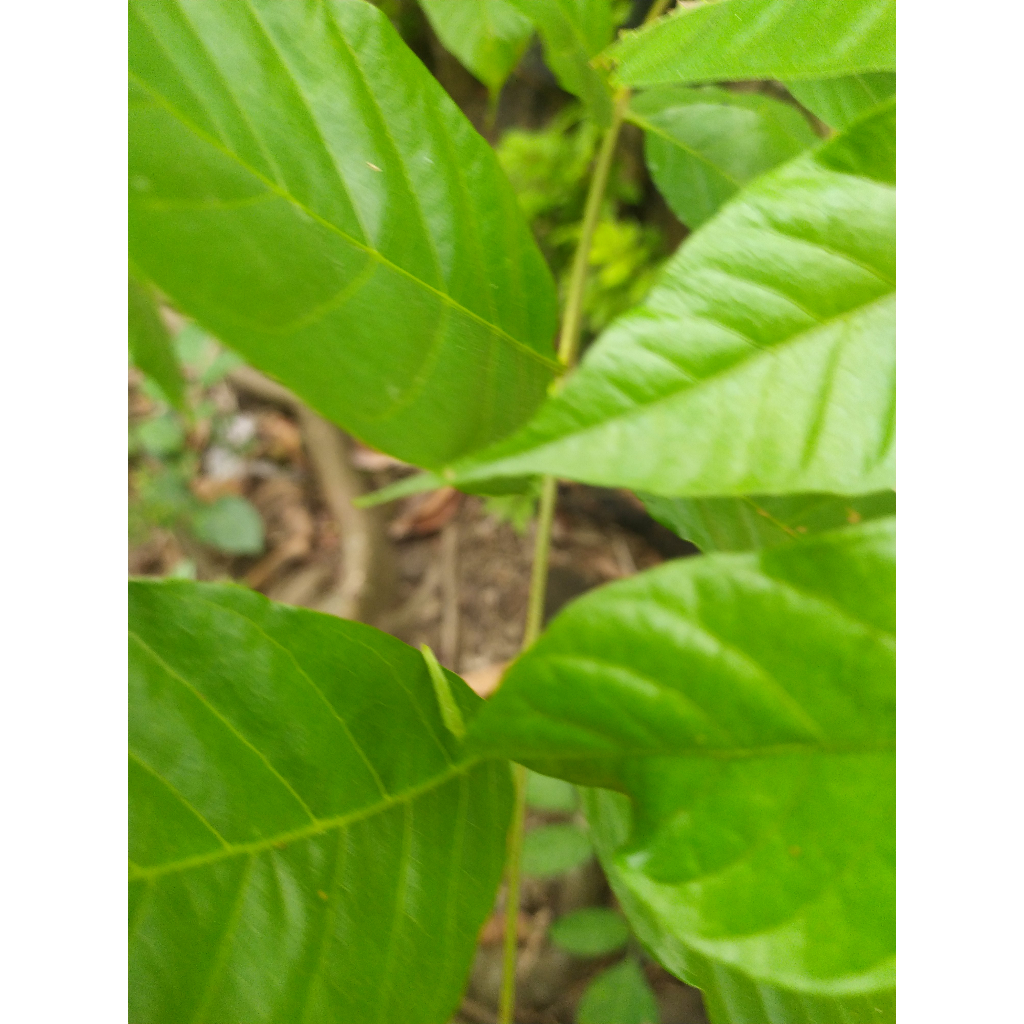 

daun kuda/ kudo / jaranan;'[]7HYFTTDFDG