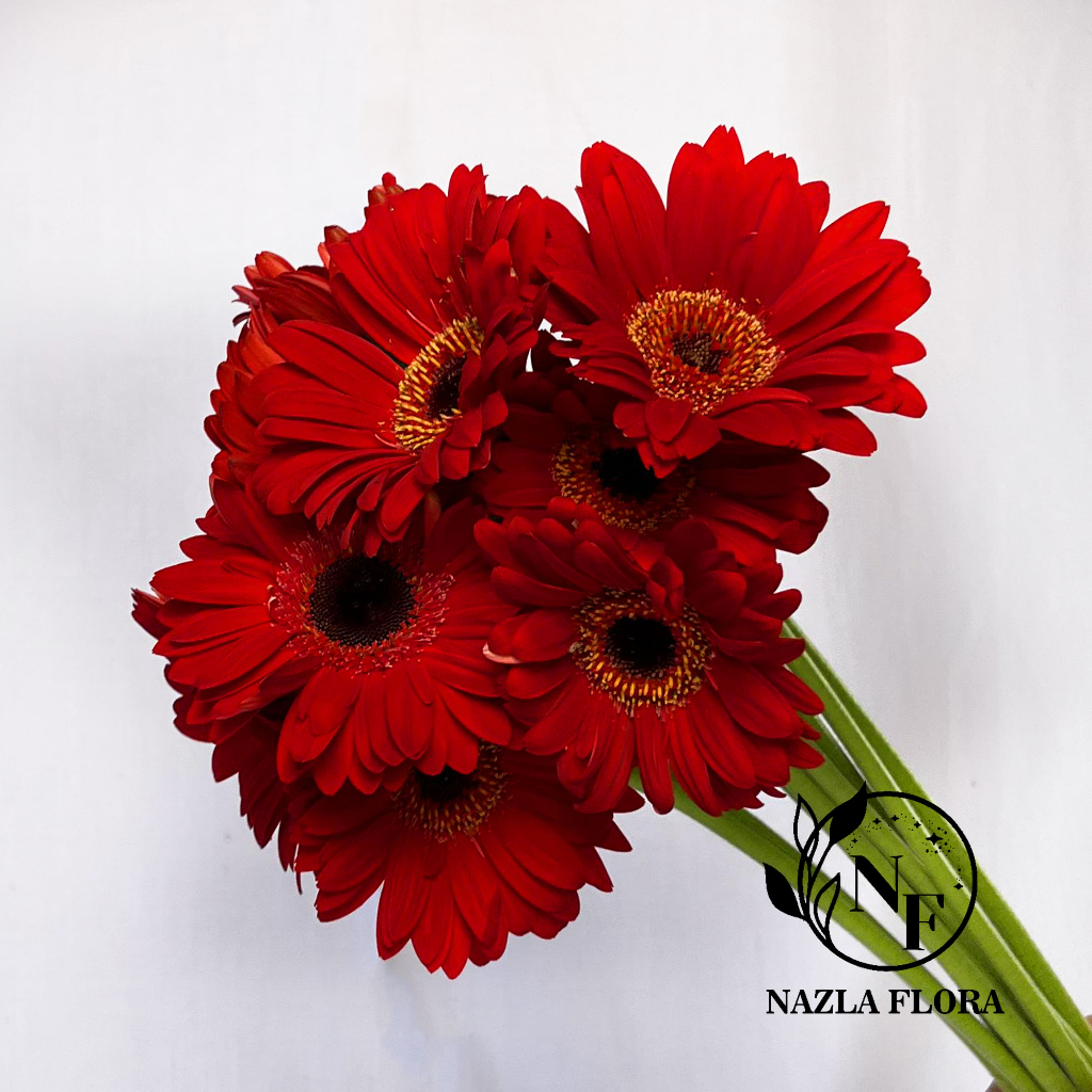 Bunga Potong Gerbera Merah ( per ikat 10 batang )