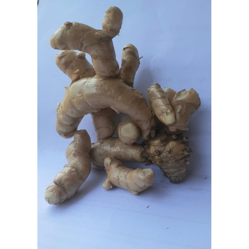 

temu putih /kunyit putih (curcuma zedoaria)