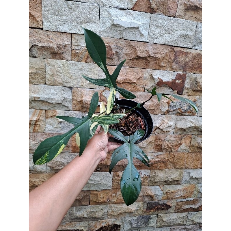 florida beauty variegata