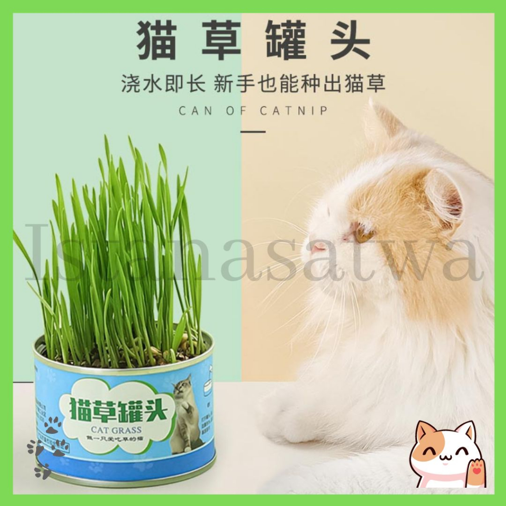 Cat Grass Kaleng Rumput Kucing Premium - Paket Rumput Kucing Wheatgrass