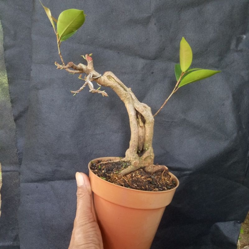 Bahan bonsai iprik pupus merah sesuai gambar
