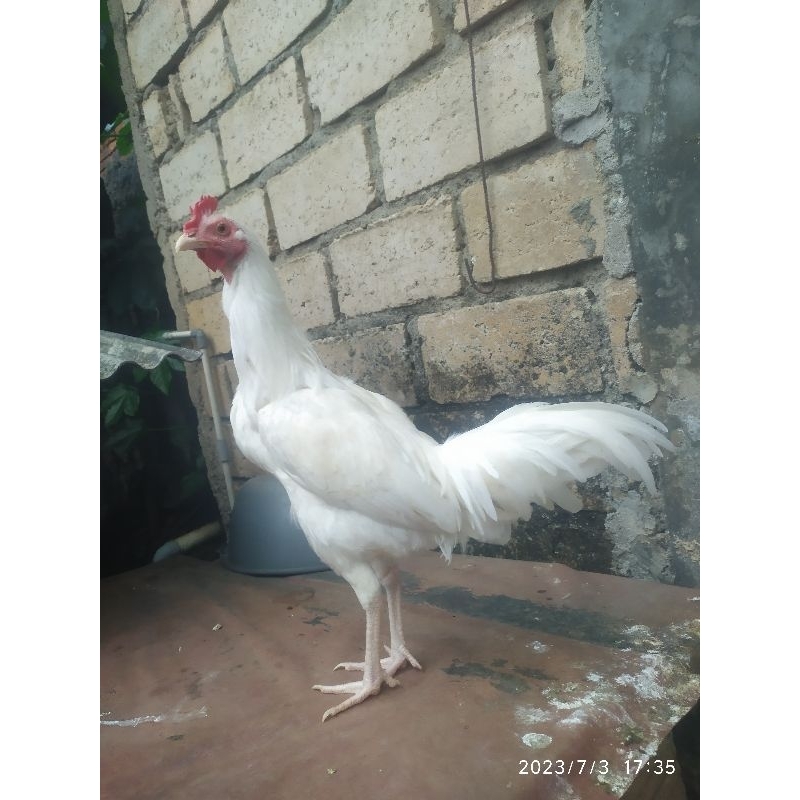 Ayam kampung putih jantan jago muda umur 6 bulan