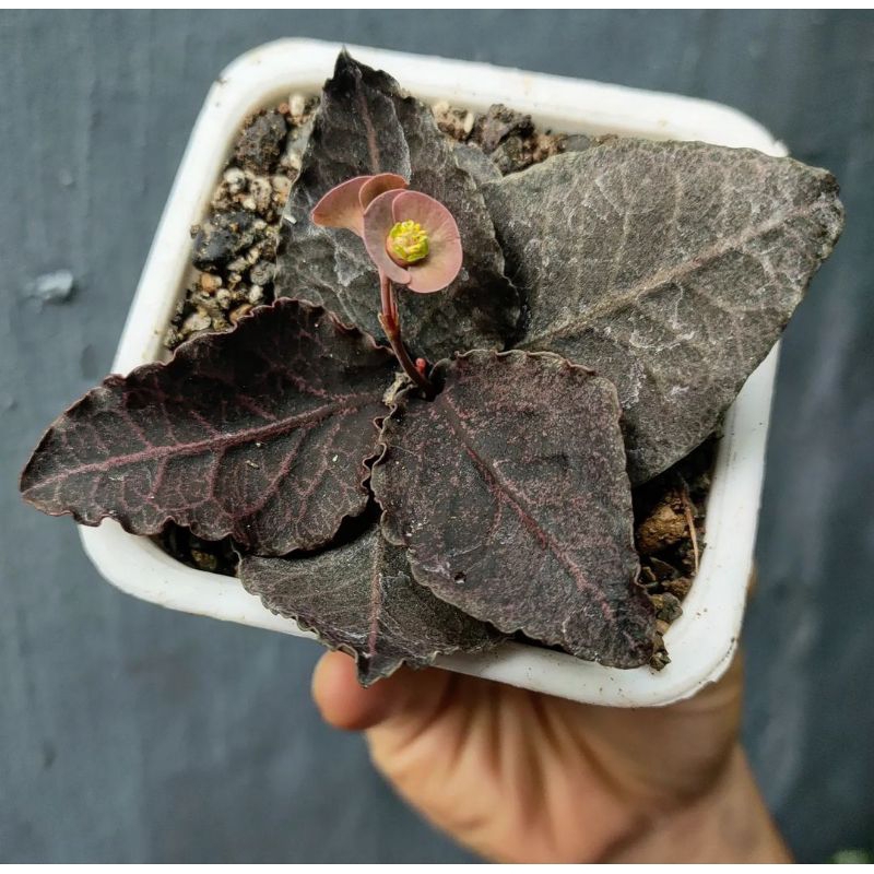 euphorbia francoisii hybrid