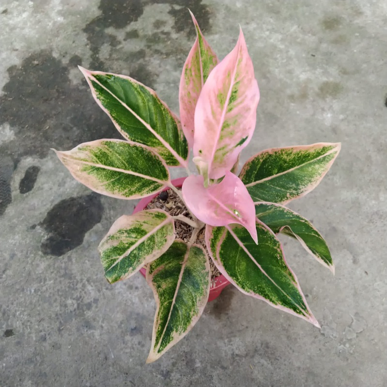 aglonema lipstik puding