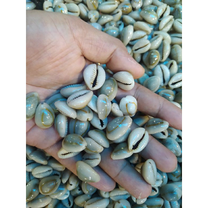 Biji Congklak Asli kiloan 1 Kg / Kuwuk Kuwuk Kerang Asli