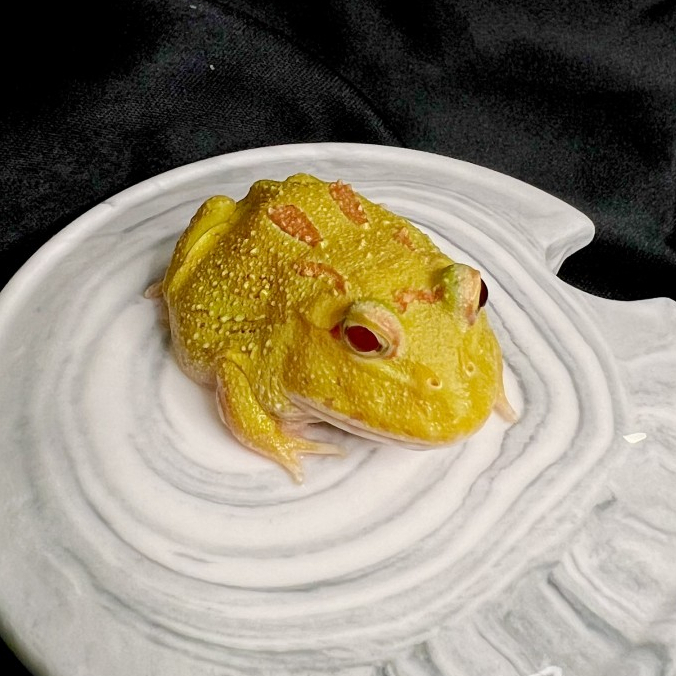 Pacman frog kodok pacman albino 4 spot patternless