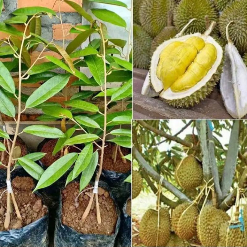 Bibit Durian Bawor Kaki 3 Super